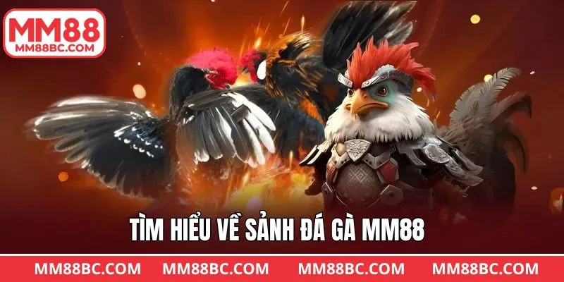Giới thiệu chung về chuyên mục chọi gà MM88 Giới thiệu chung về chuyên mục chọi gà MM88